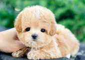 KORE KAN TOY POODLE